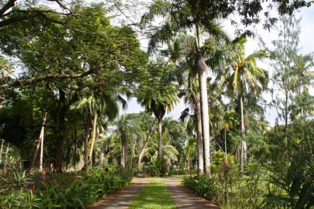 Тропические сады Савусаву