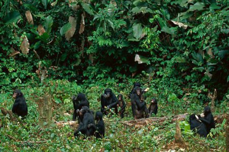 Питомник шимпанзе бонобо