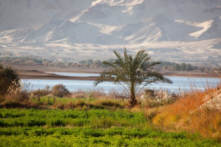 Оазис Бахария