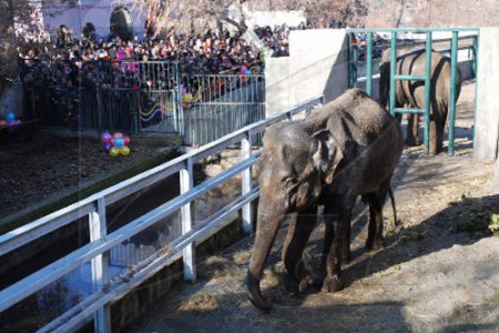 Зоопарк в Ереване